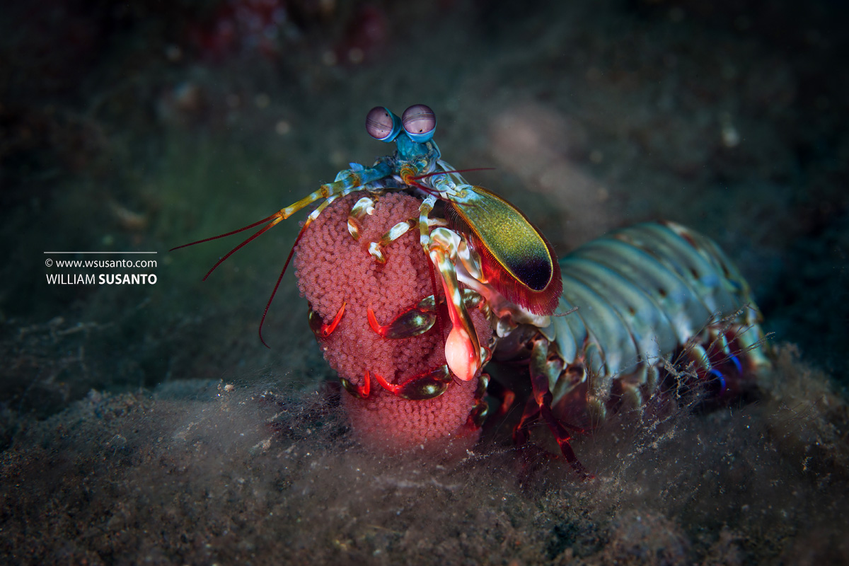 Mantis Shrimp with eggs